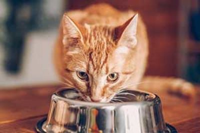 Das beste Katzenfutter ohne Getreide im Vergleich – (Empfehlung & Test 2023)