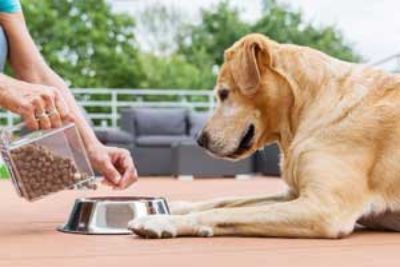 Das beste Hundefutter ohne Getreide im Vergleich – (Empfehlung & Test 2023)