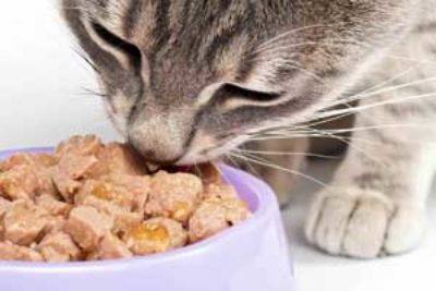 Bestes getreidefreie Nassfutter für Katzen – (Erfahrung & Test 2023)