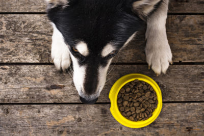 Ist Getreide gut für Hunde?