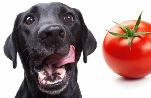 duerfen-hunde-tomaten-essen