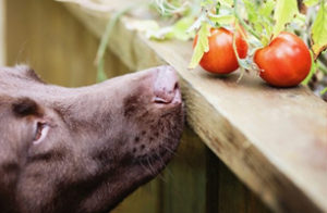 hund-frisst-unreife-tomaten