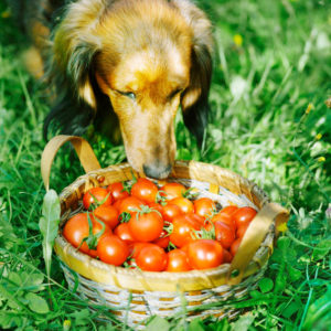 hunde-tomaten-fressen