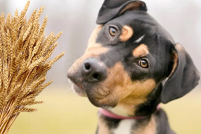 Ist Getreide für den Hund schädlich?