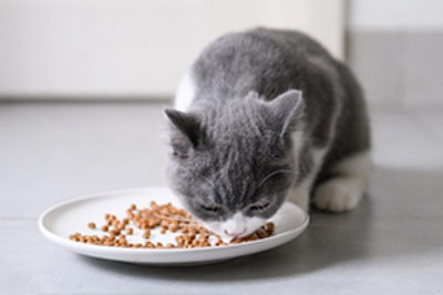 Können Katzen vegan ernährt werden?