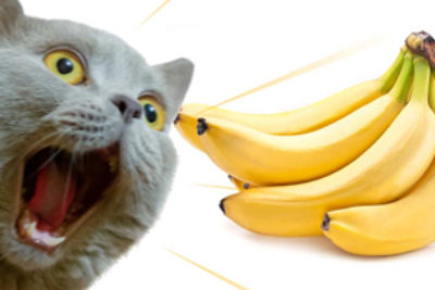 Dürfen Katzen Bananen essen?