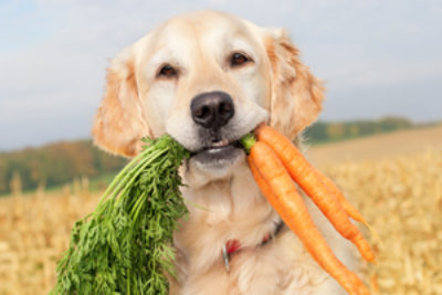 Können Hunde vegan ernährt werden?