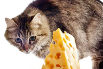 Dürfen Katzen Käse essen?