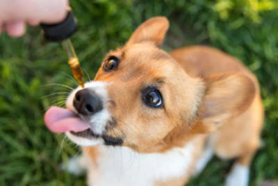 Hanföl für Hunde: Vorteile von CBD Öl für Hunde