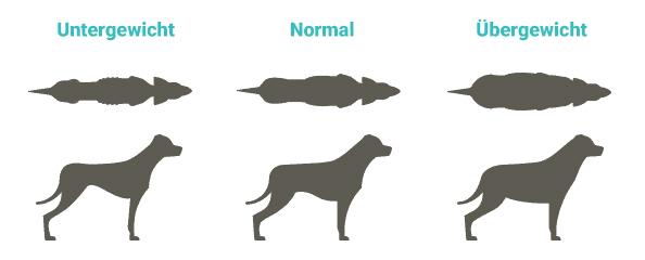 hund-gewicht-aussehne-grafik