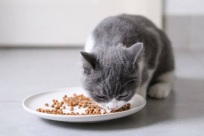 Das beste vegane Katzenfutter – (rein pflanzlich & Test 2023)