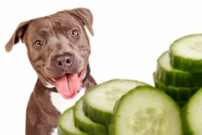 Dürfen Hunde Gurken essen?