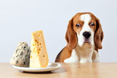 Dürfen Hunde Käse essen?
