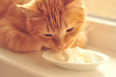 Dürfen Katzen Butter essen?
