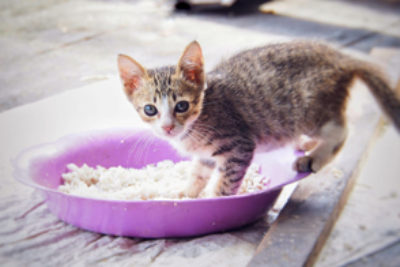 Dürfen Katzen Reis essen?