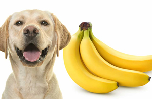 hunde-bananen-essen