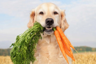 Können Hunde vegetarisch leben?