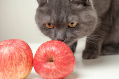 Dürfen Katzen Äpfel essen?