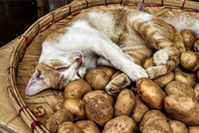 Dürfen Katzen Kartoffeln essen?