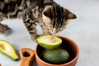Dürfen Katzen Avocado essen?