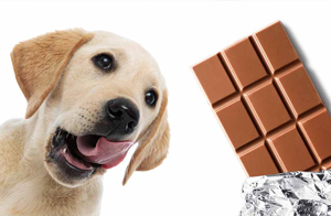 hunde-schokolade-essen