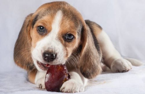 Dürfen Hunde Pflaumen essen?