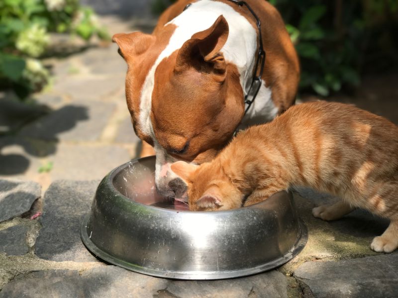 Ist es sicher für Katzen, Hundefutter zu essen