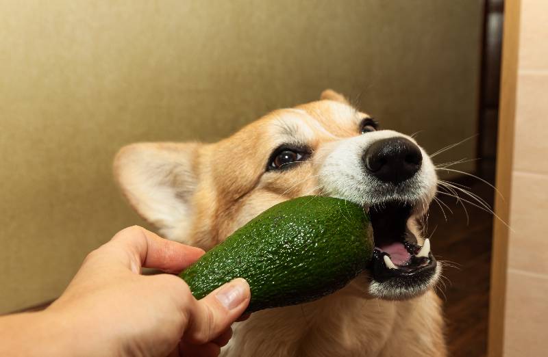 Avocado an Hunde verfüttern