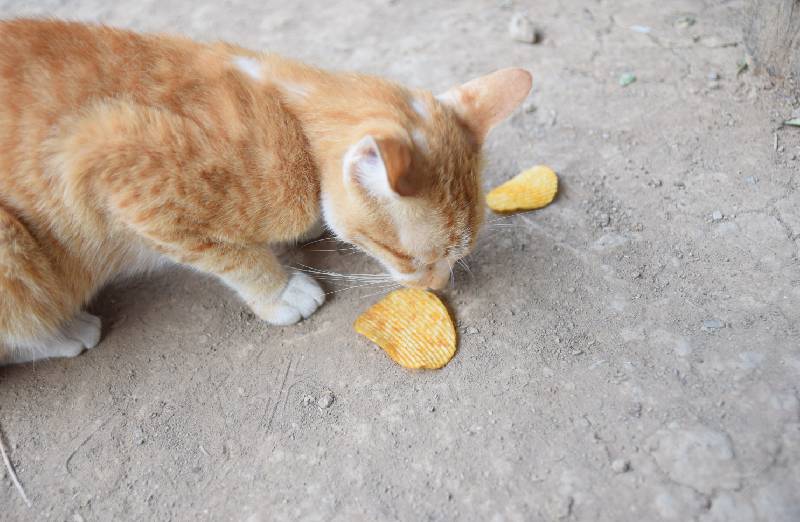 Darf Katze Chips essen