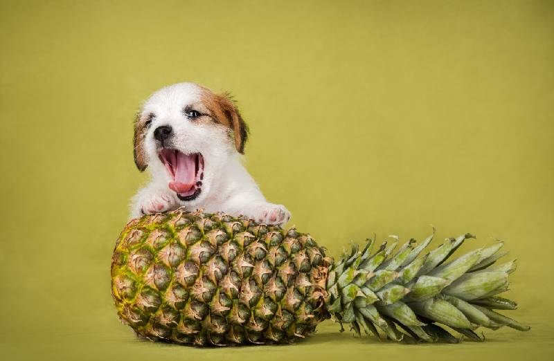 Darf ein Hund Ananas fressen