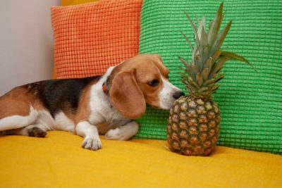 Dürfen Hunde Ananas essen?