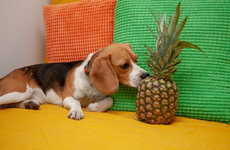 Dürfen Hunde Ananas essen