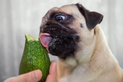 Dürfen Hunde Avocado essen?