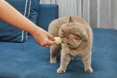 Dürfen Katzen Chips essen?