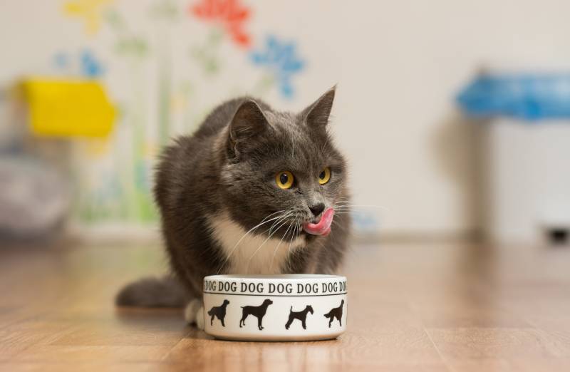 Dürfen Katzen auch Hundefutter essen