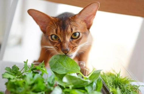 Können Katzen Basilikum essen?