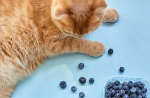 Können Katzen Heidelbeeren essen?