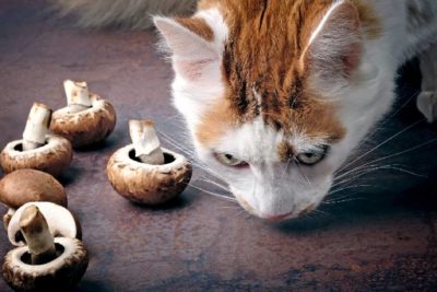 Können Katzen Pilze essen?