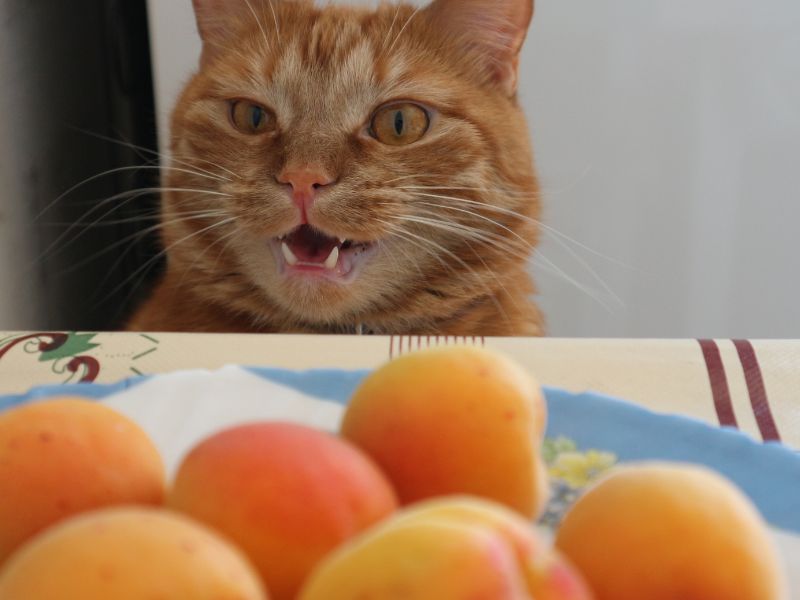 aprikosen an Katzen füttern