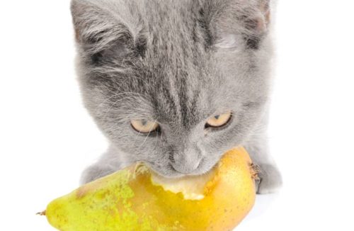 Können Katzen Birnen Essen?