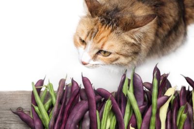 Können Katzen Bohnen essen?