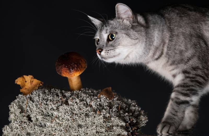 giftiger pilz für katzen