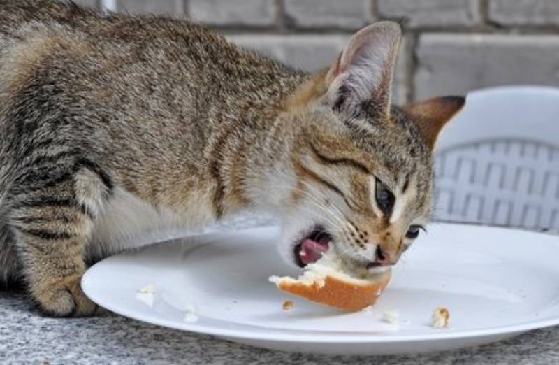 können katzen brot essen