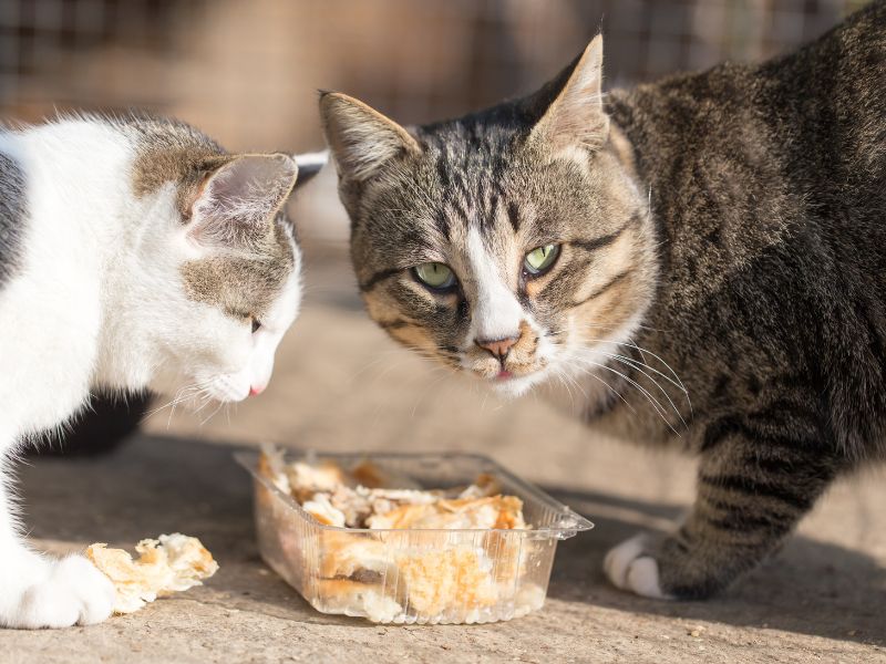 können katzen unbedenklich brot essen
