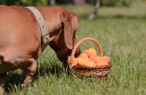 Dürfen Hunde Aprikosen essen