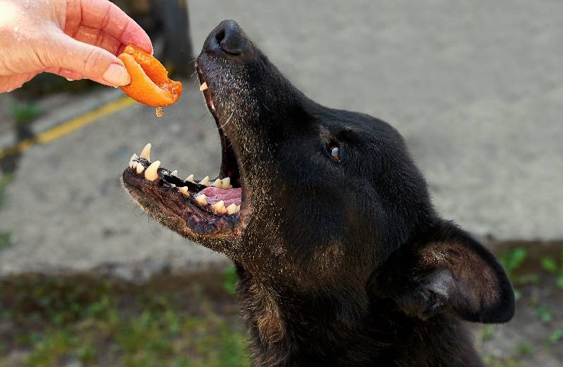 Risiken der Verfütterung von Aprikosen an Hunde