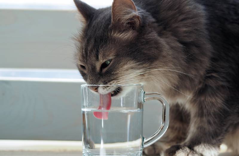 Alternativen zu destilliertem Wasser für Katzen