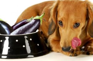 Dürfen Hunde Auberginen essen