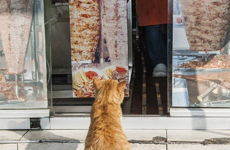 Kann Katze Kebabfleisch essen