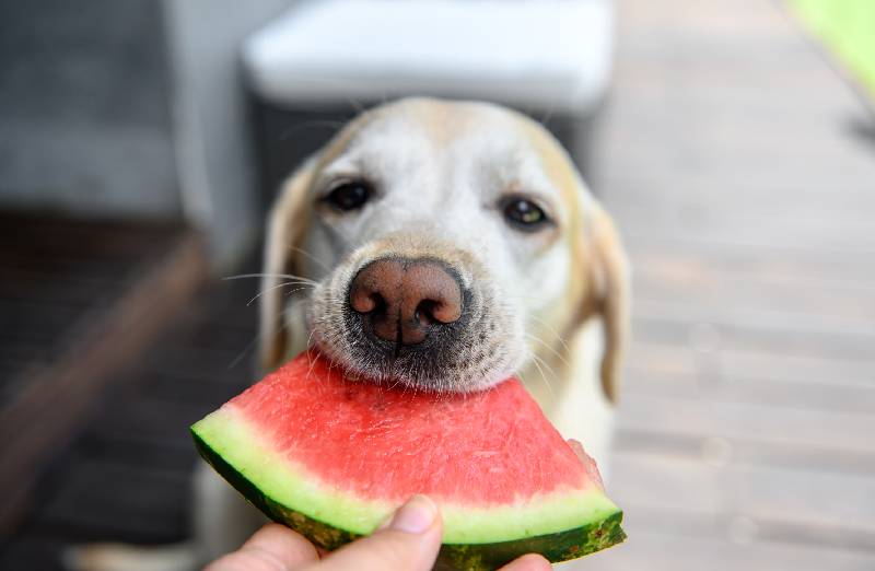 Können Hunde Wassermelonen essen
